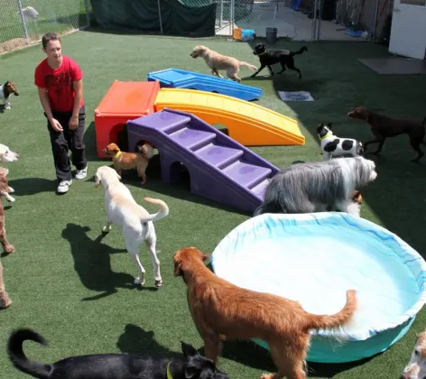 Day Care at the Barkley Pet Hotel & Day Camp 